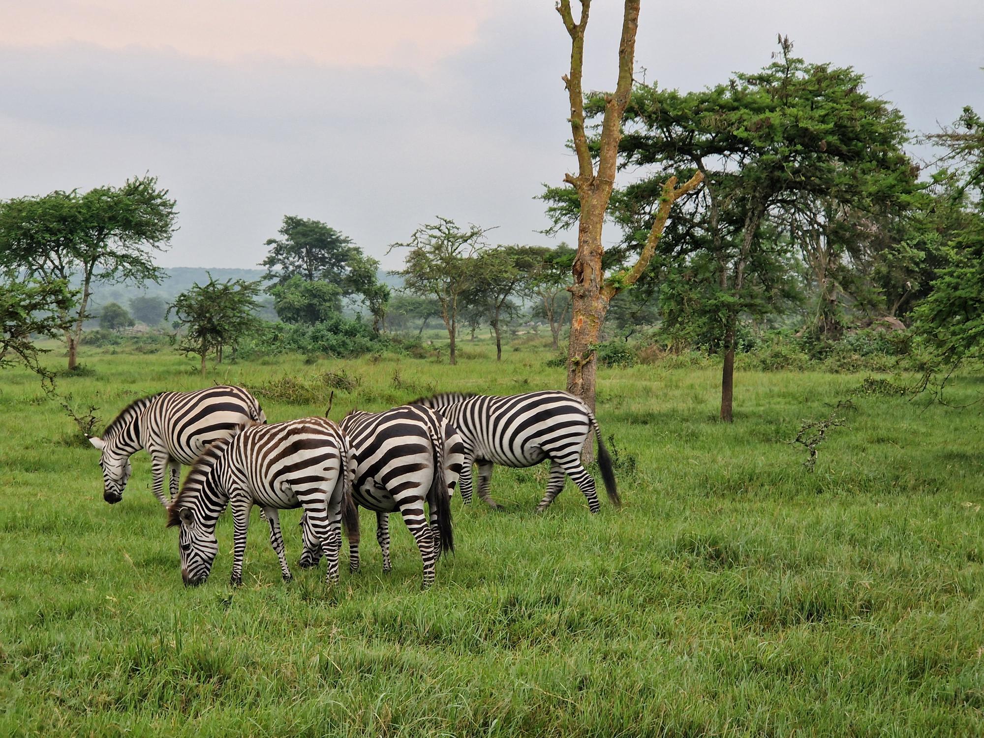 zebra's in oeganda