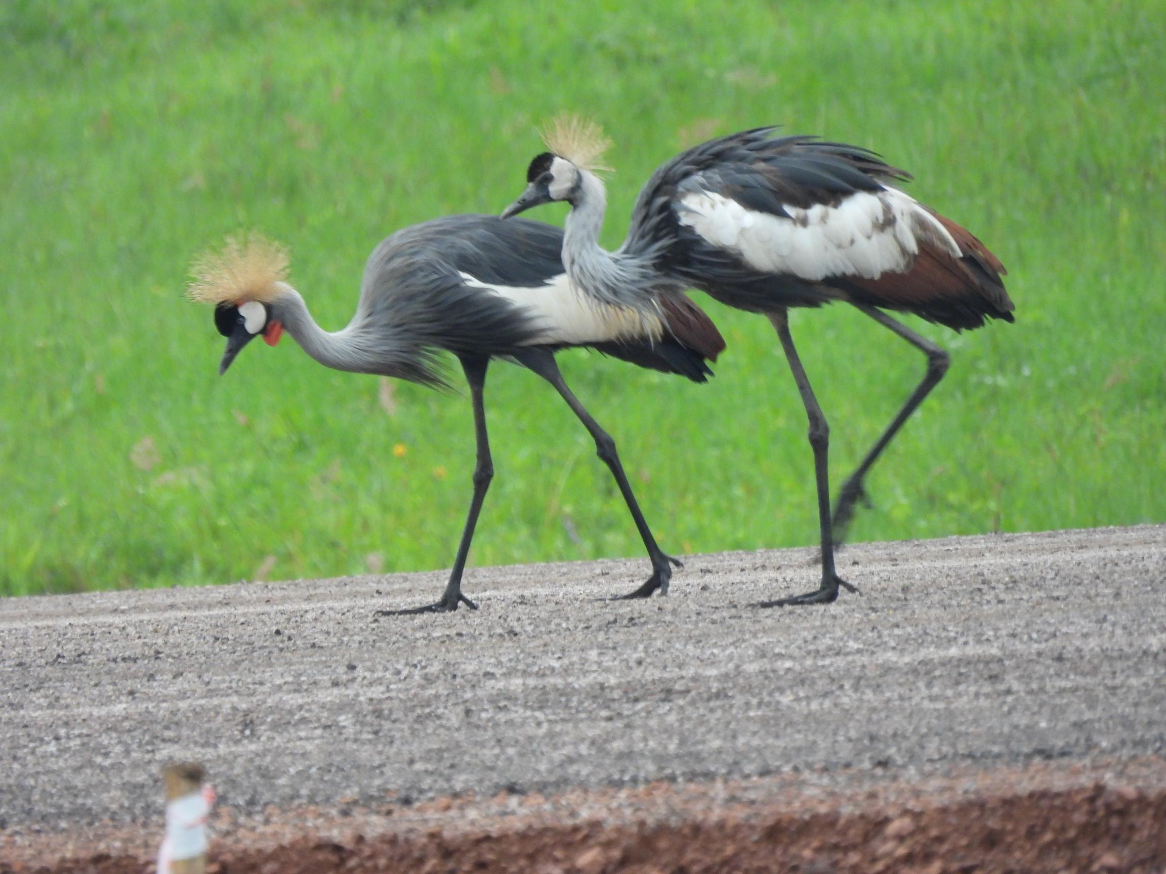 Vogels in Oeganda