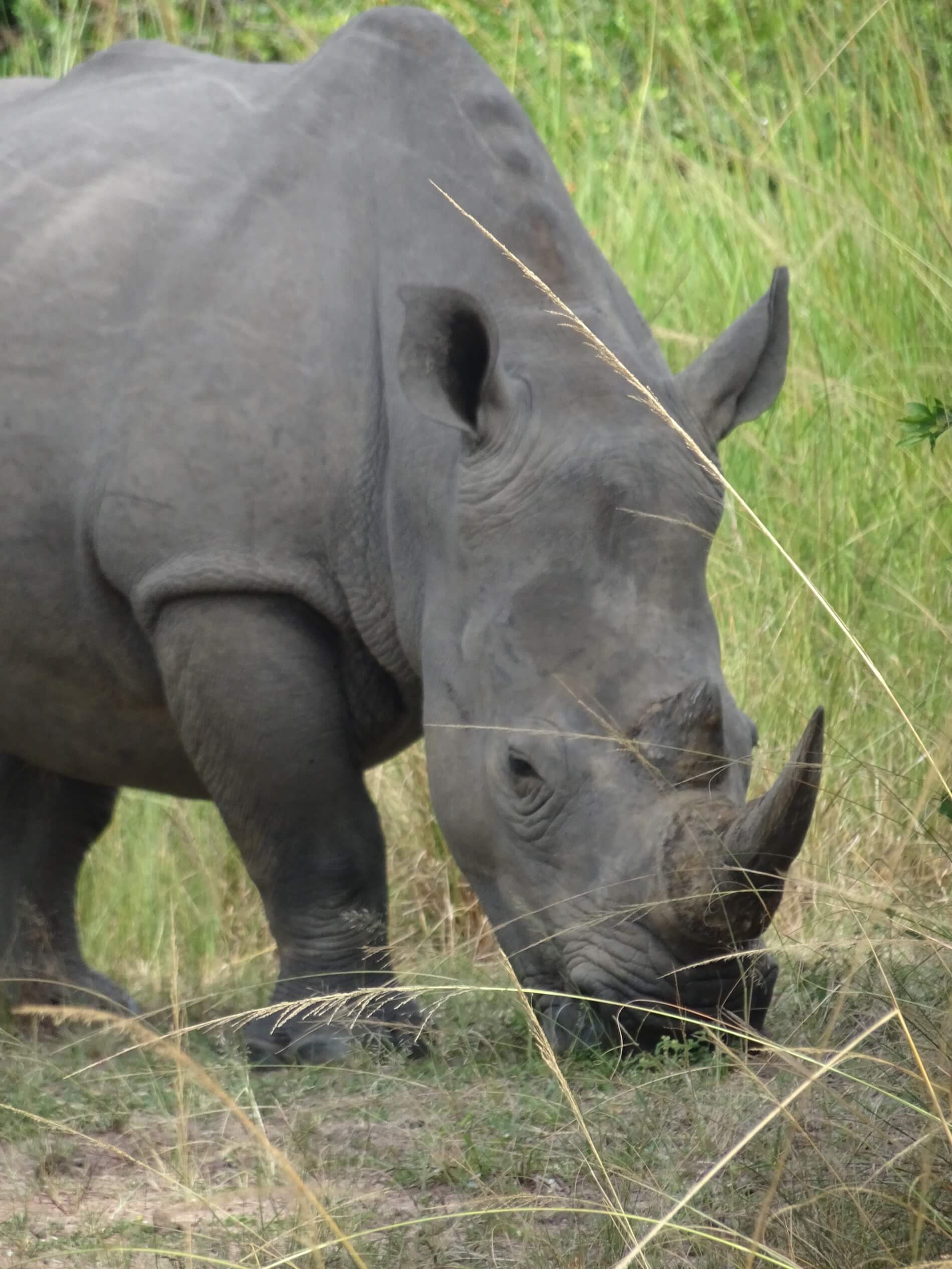 Neushoorn in Oeganda