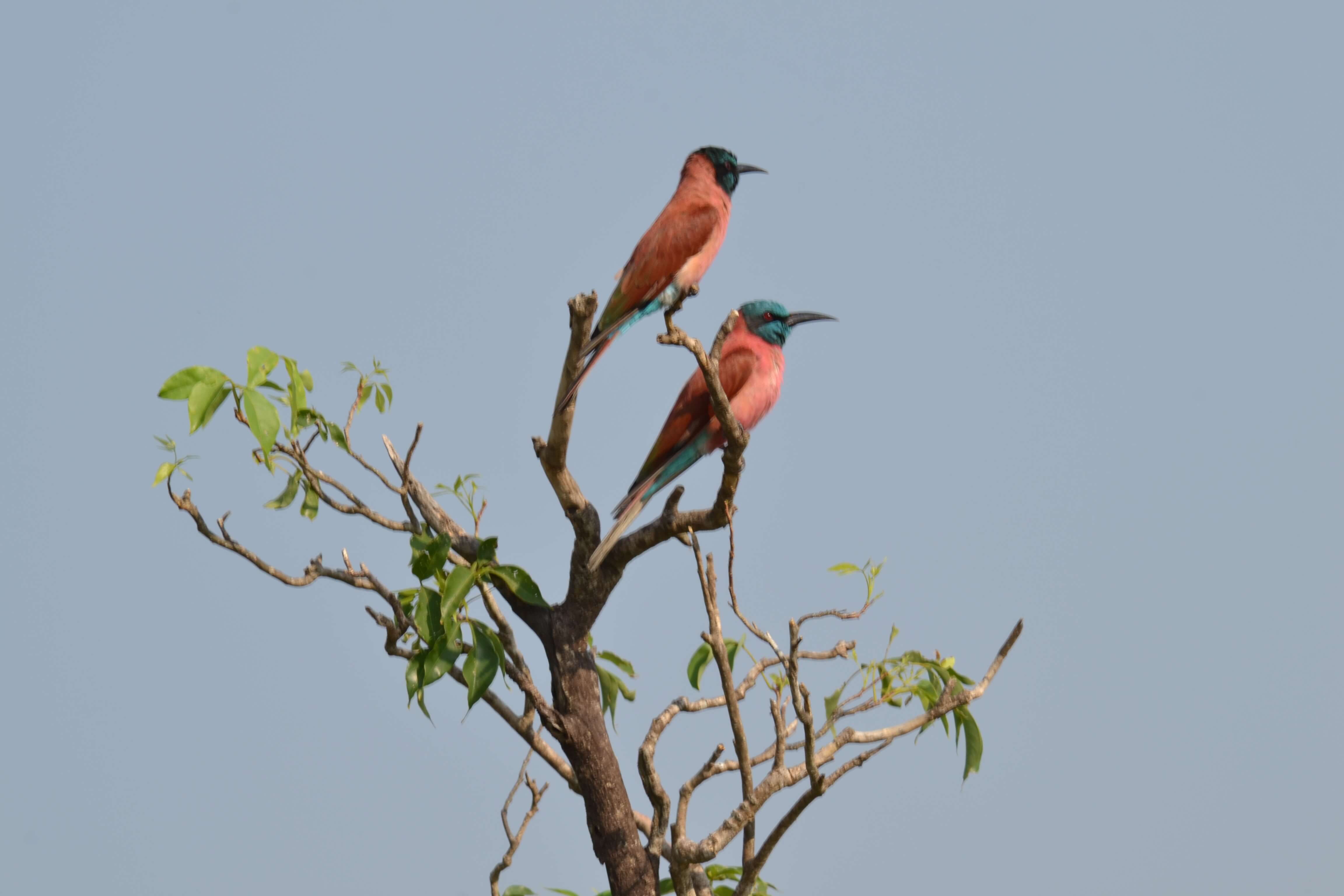 Prachtige vogels in Oeganda