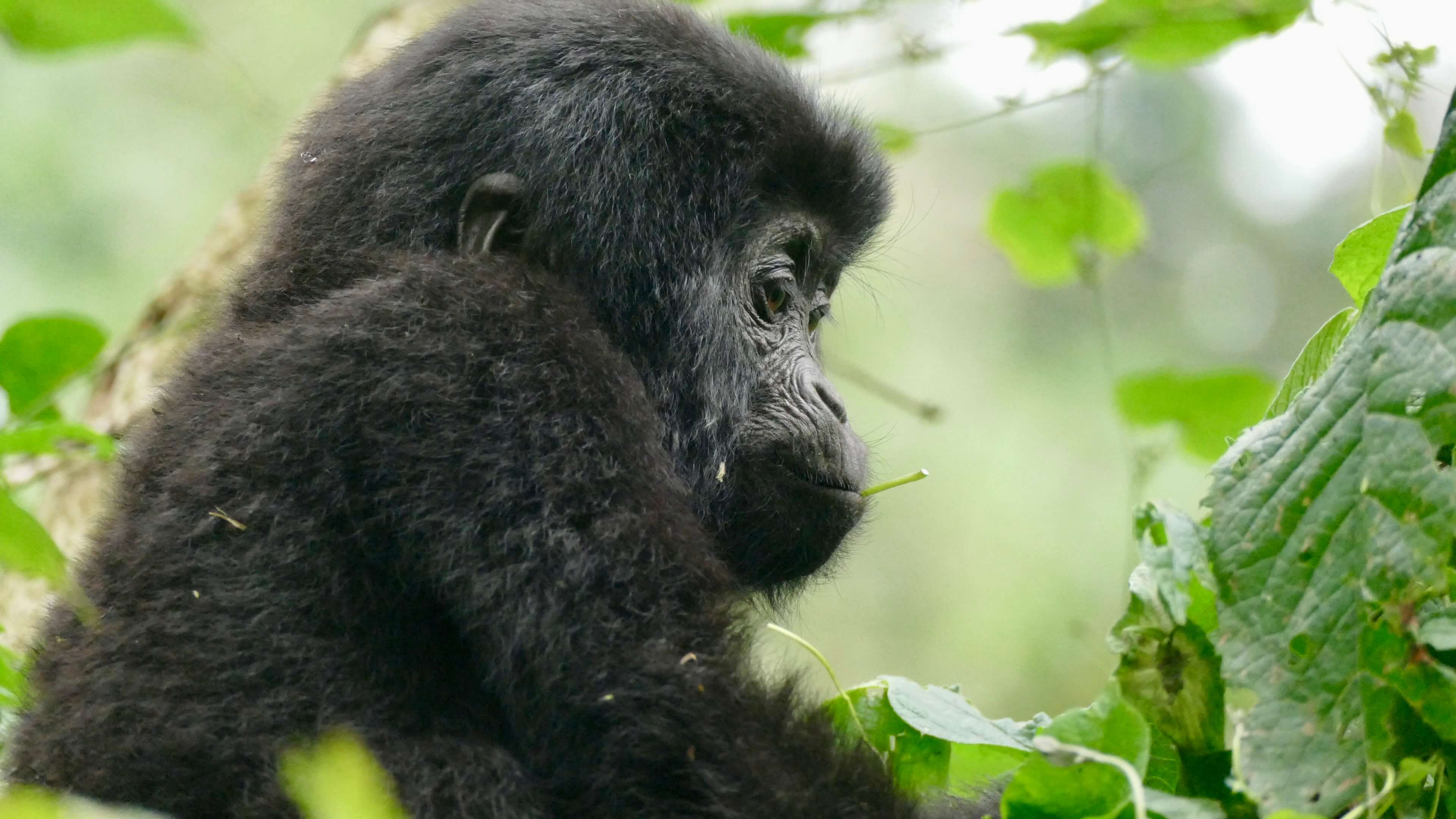 Baby gorilla Oeganda