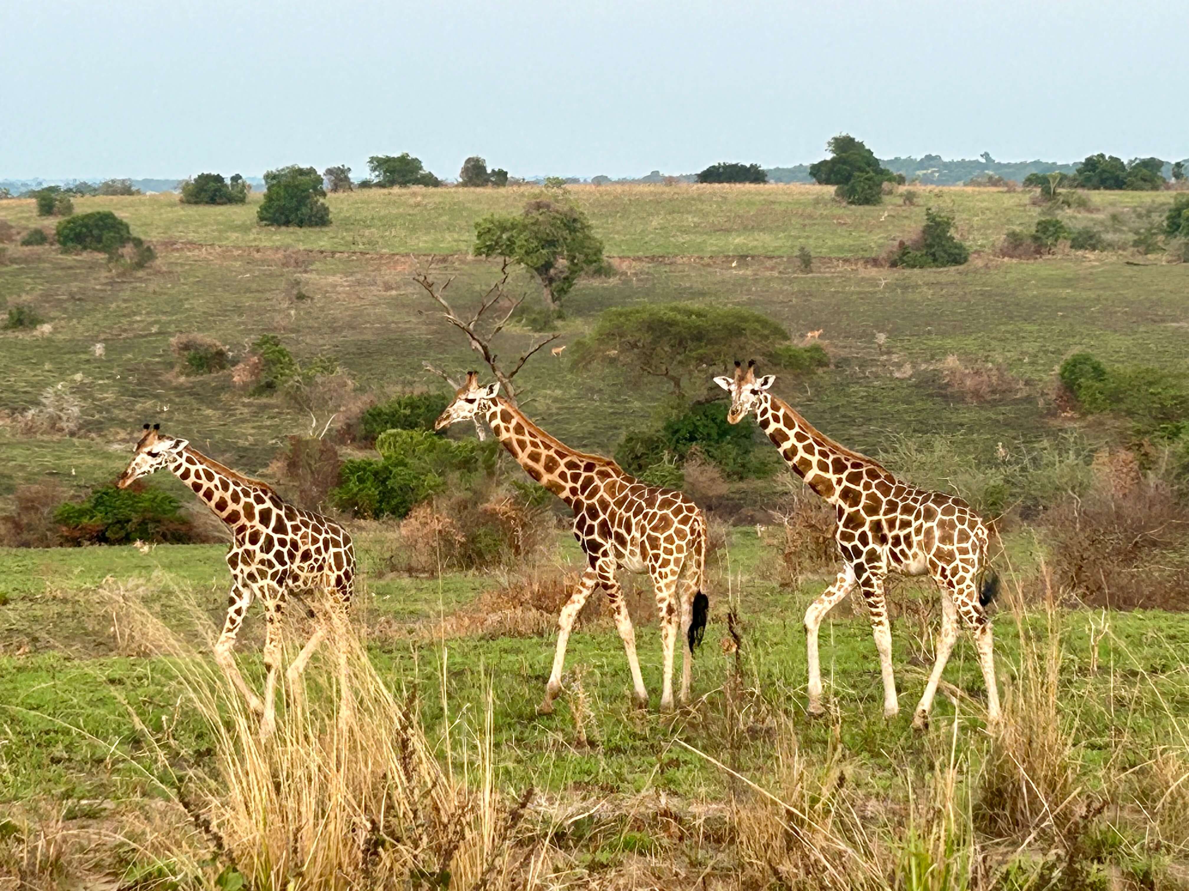 Giraffen in Oeganda