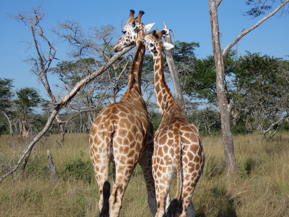 giraffen oeganda reiservaring