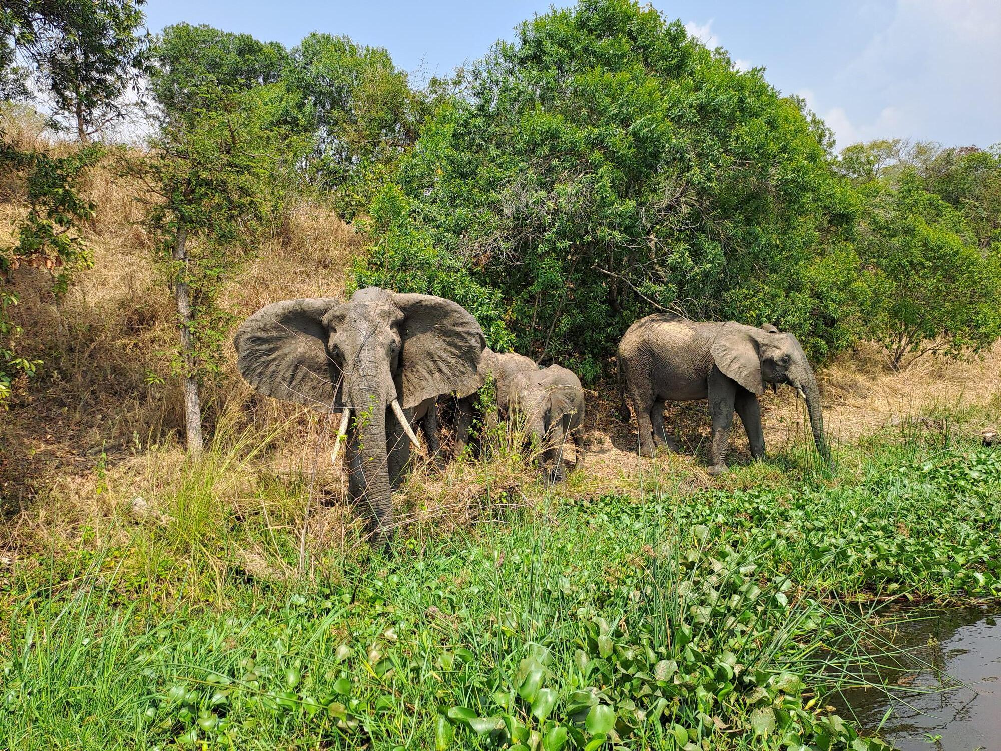 olifanten in oeganda