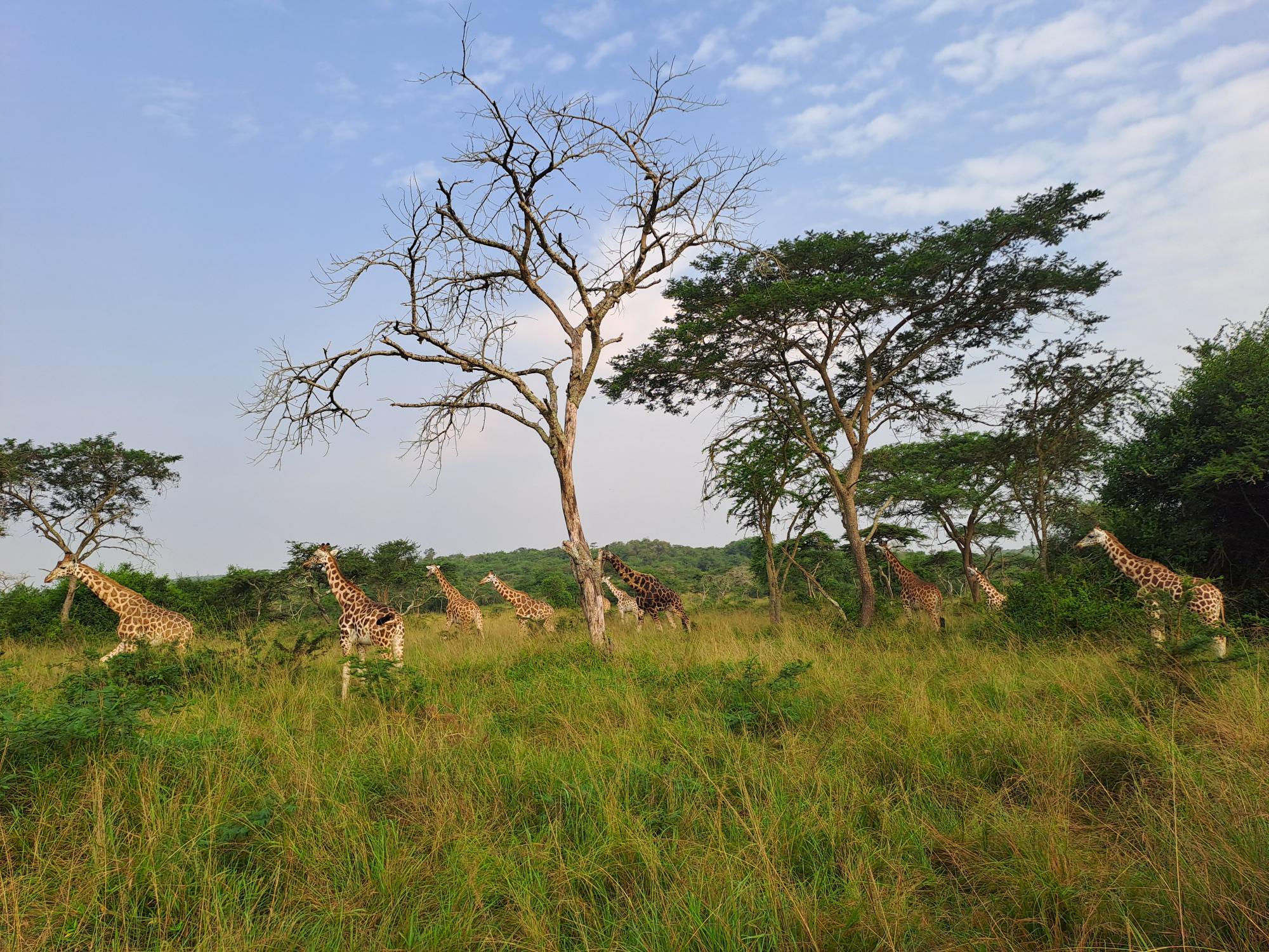 Giraffes in Oeganda
