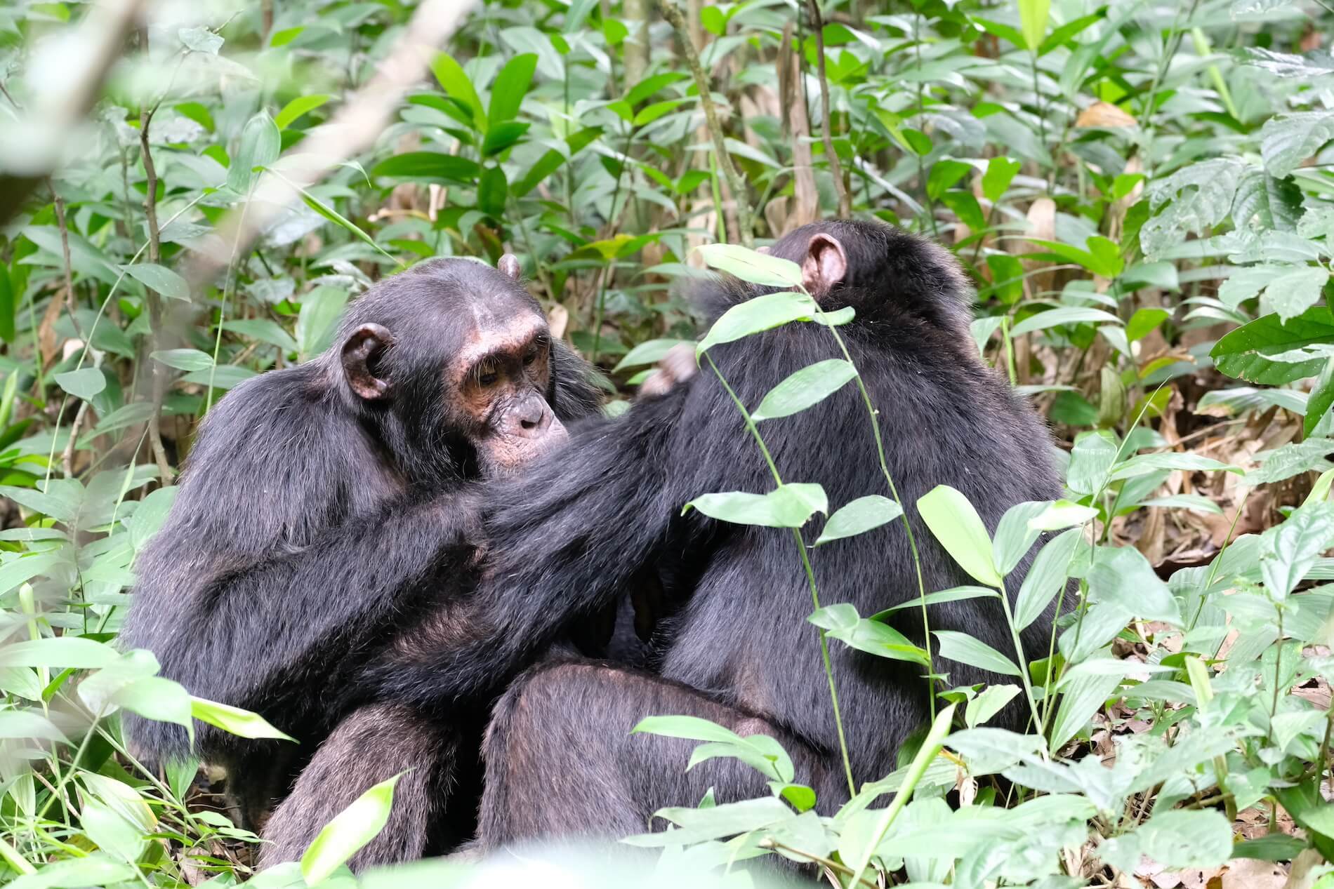 Chimpansee trekking Oeganda