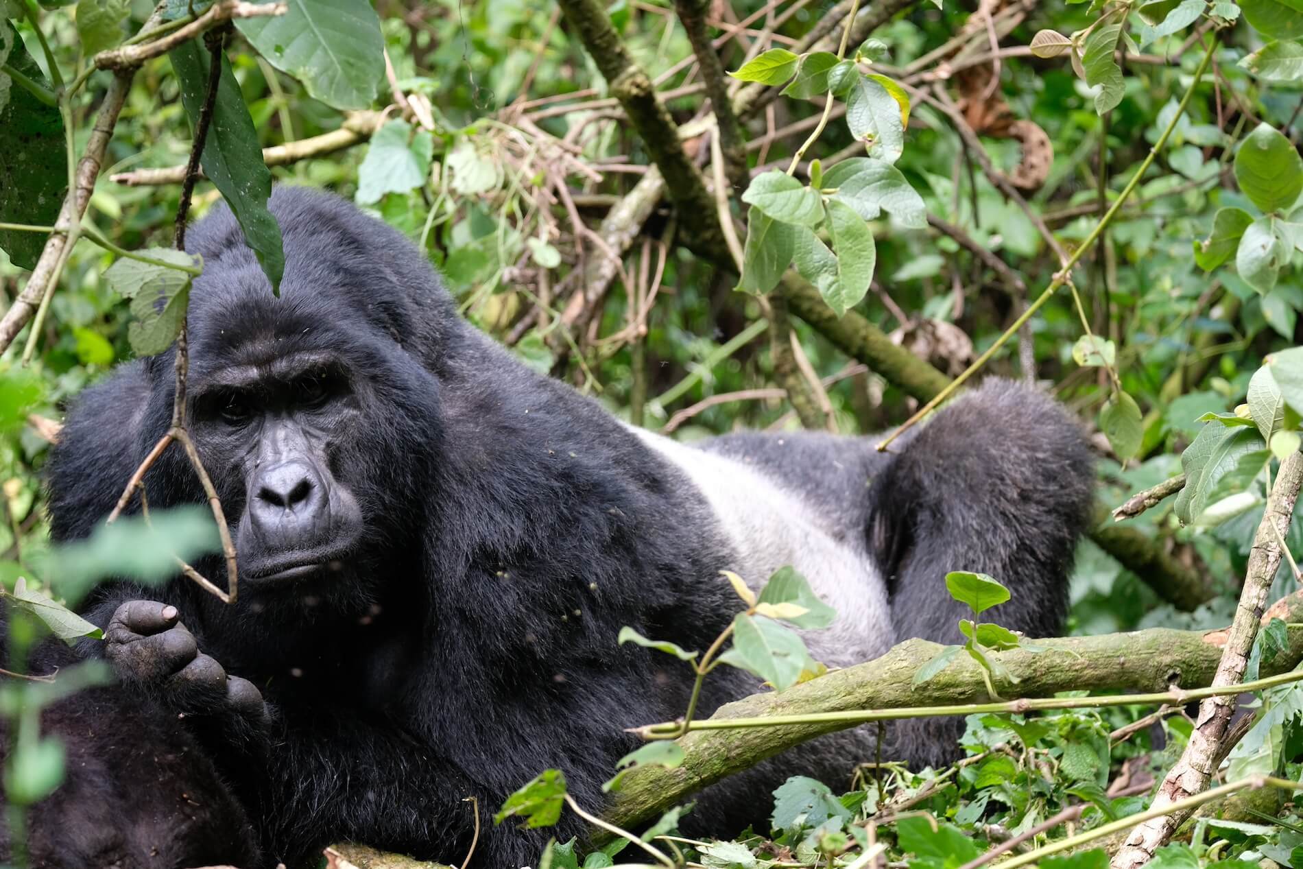 Gorilla trekking Oeganda