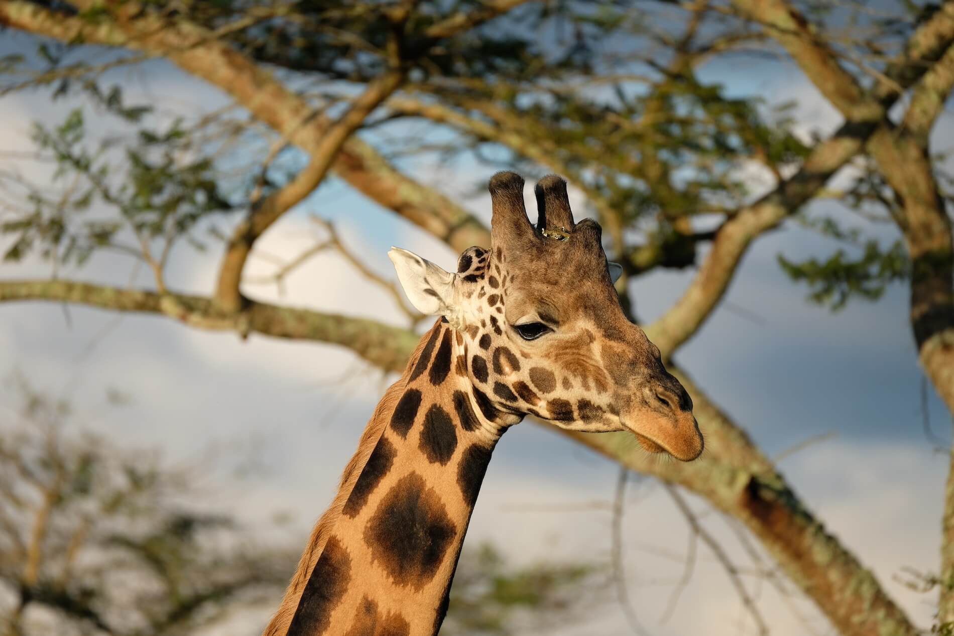 Giraffe Oeganda