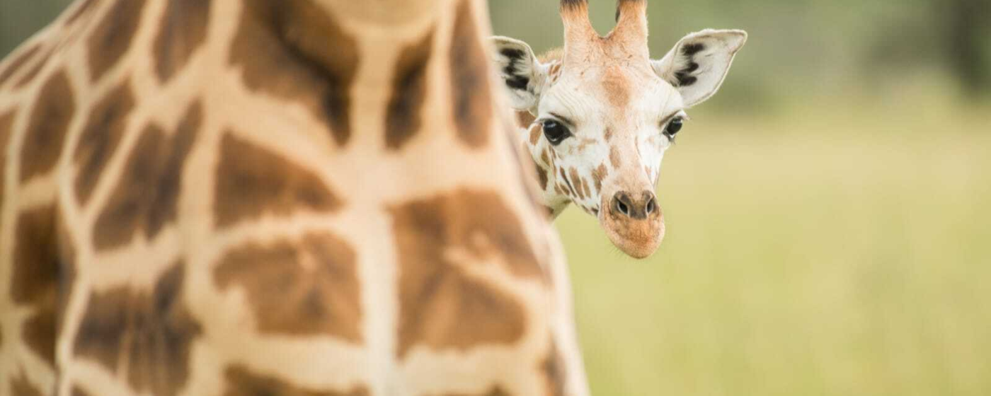 Reiservaring oeganda sylvia weenink