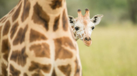 Reiservaring oeganda sylvia weenink