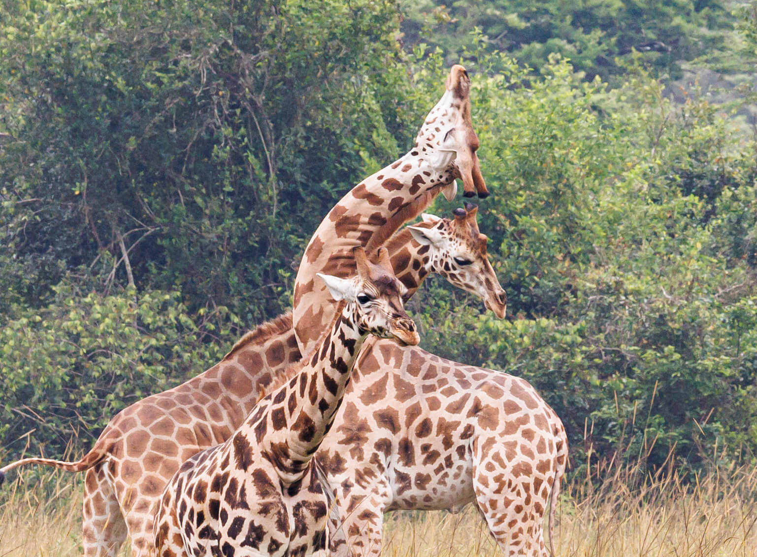 giraffen in Oeganda