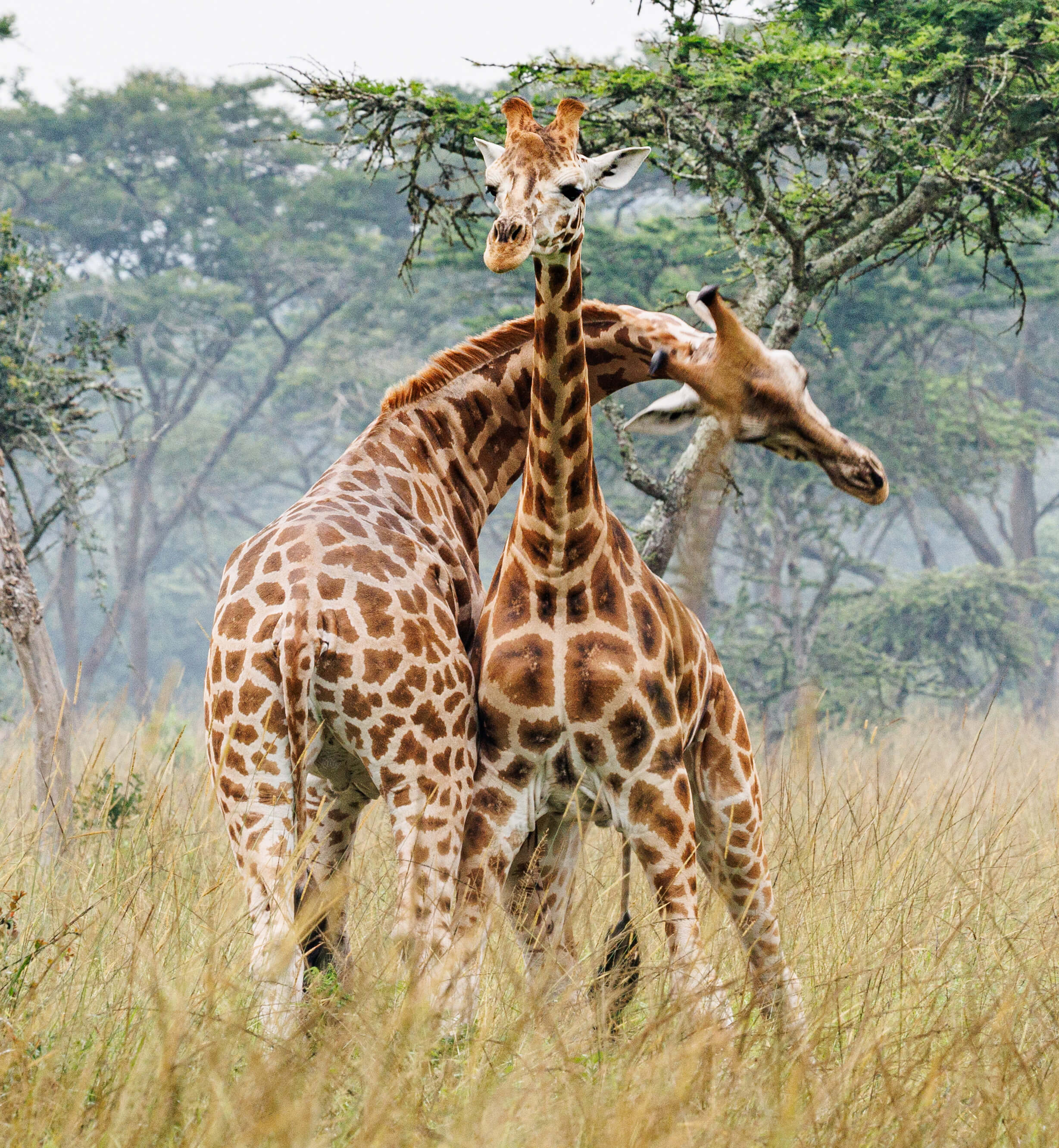 Giraffen Oeganda