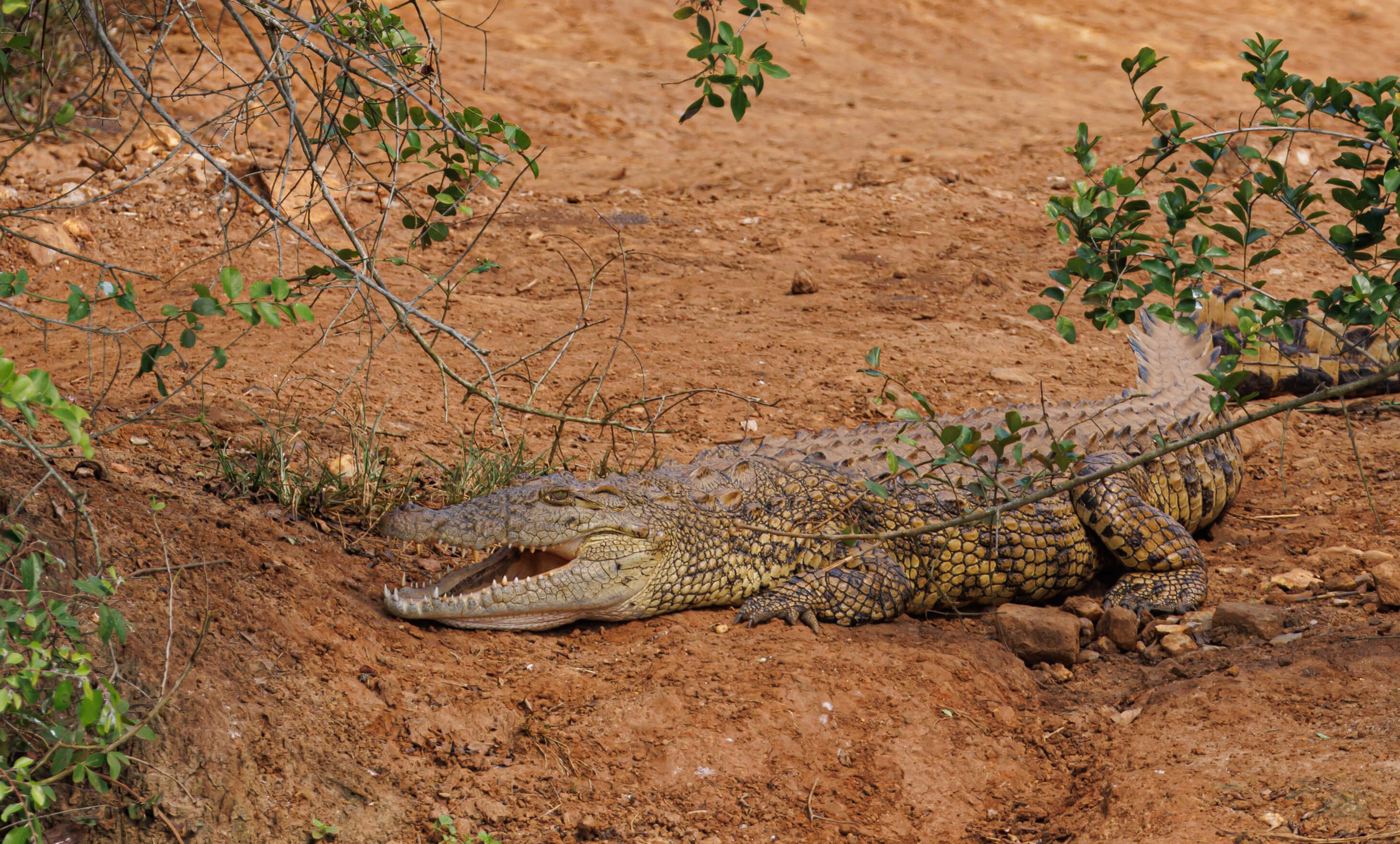 Krokodil in Oeganda