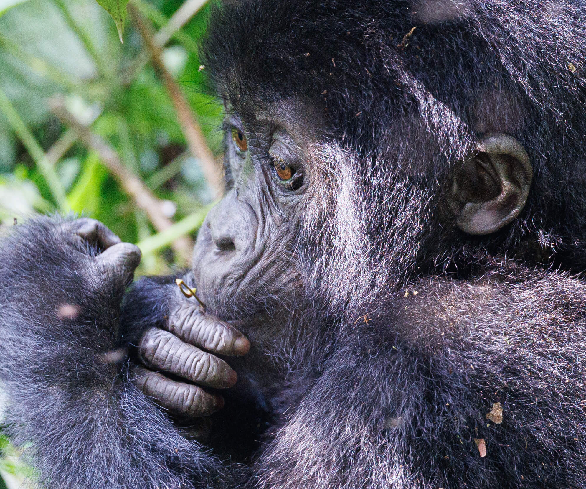Kleine gorilla in Oeganda