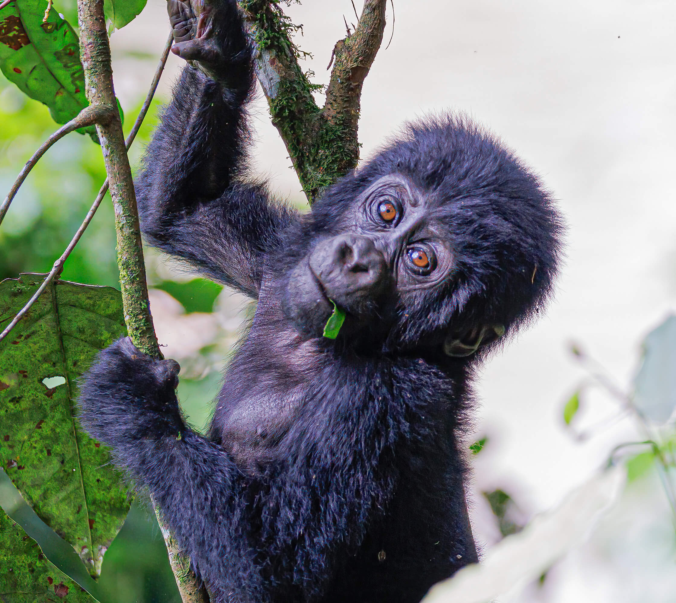 Baby gorilla in Oeganda