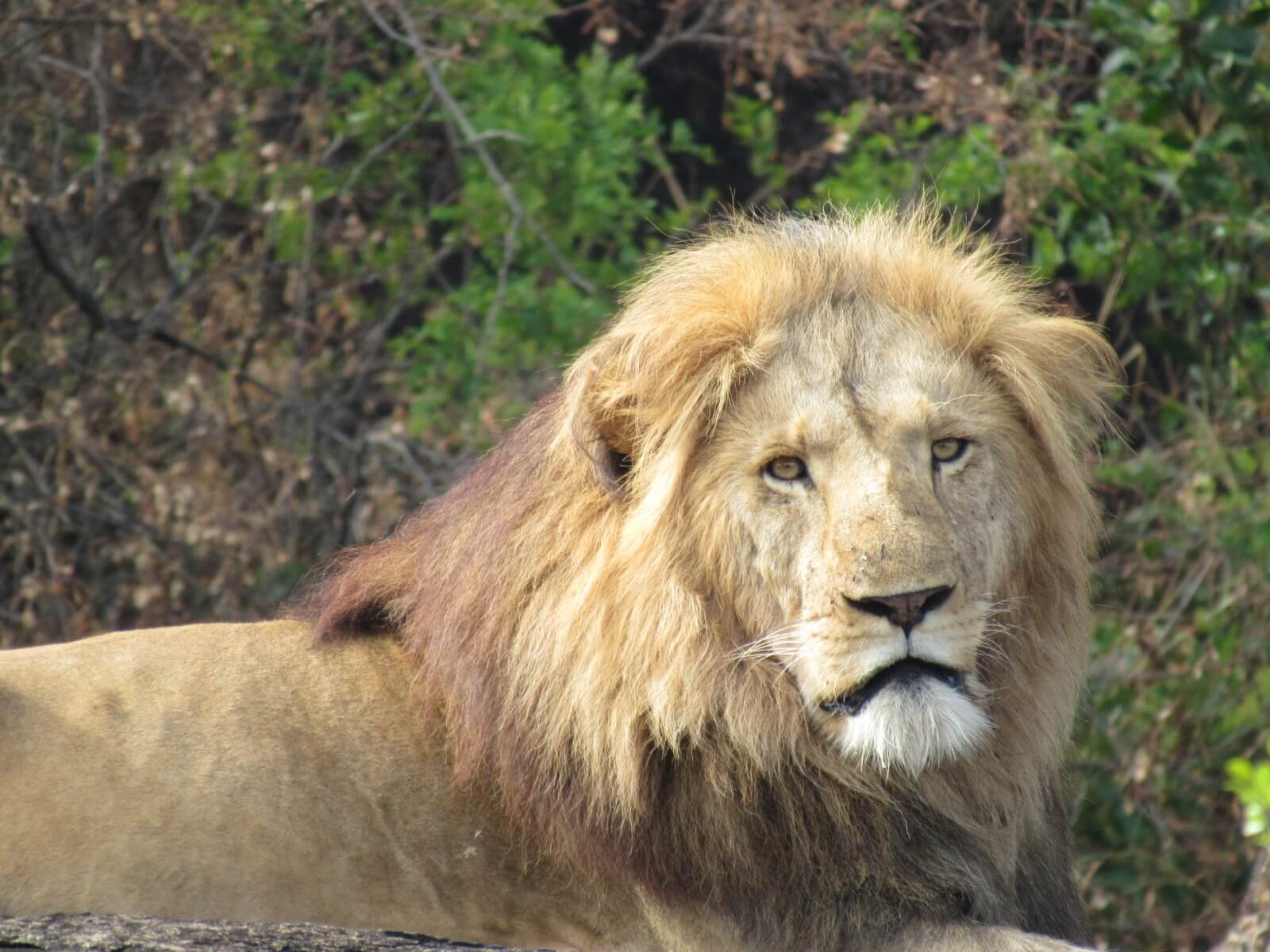 leeuw safari oeganda