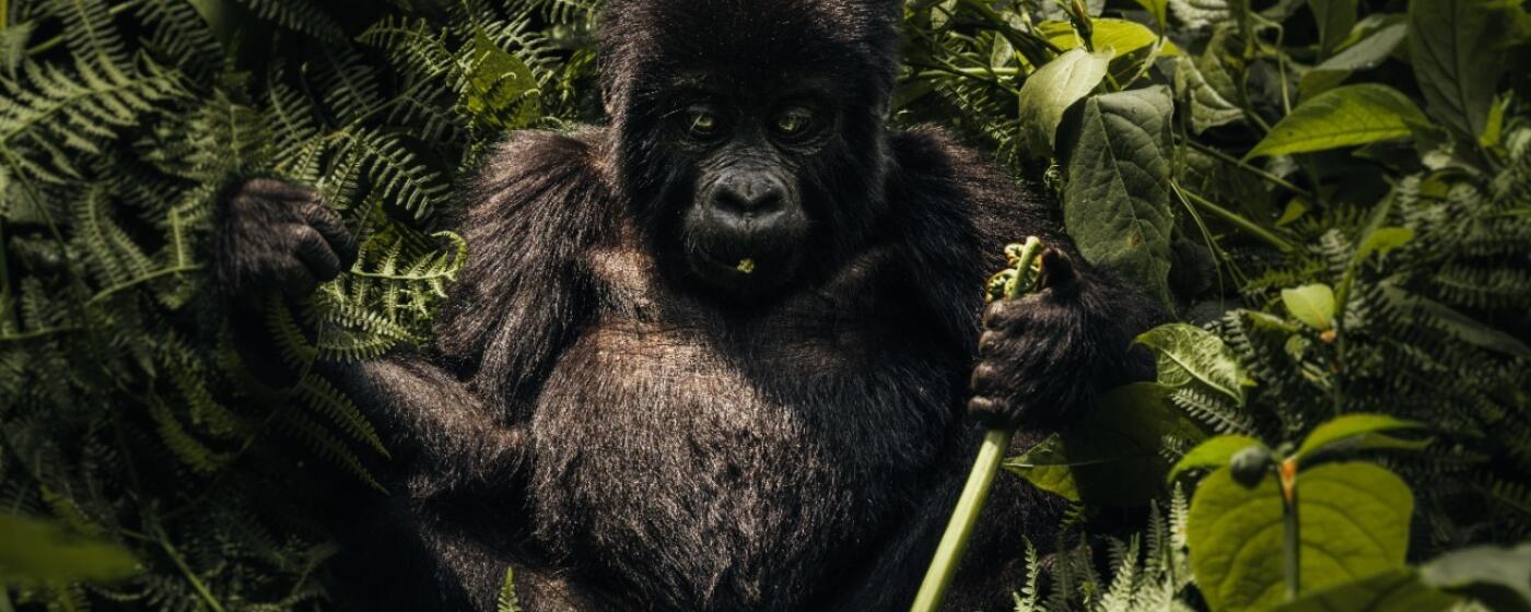 Gorilla trekking oeganda