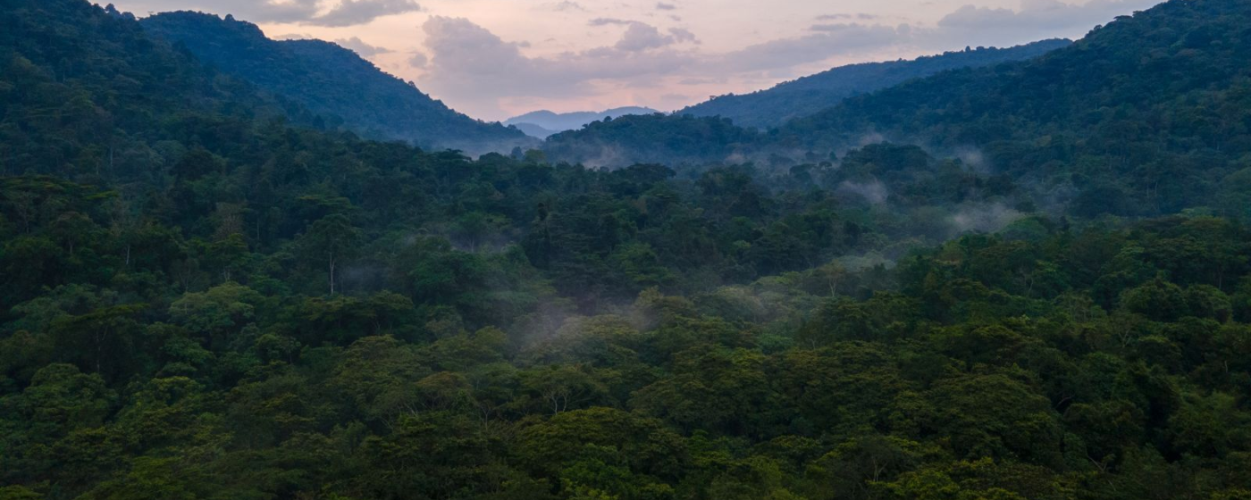 Bwindi Impenetrable National Park Oeganda