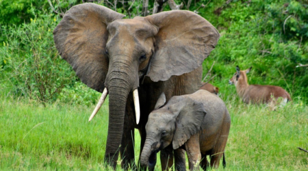 Olifanten in Oeganda