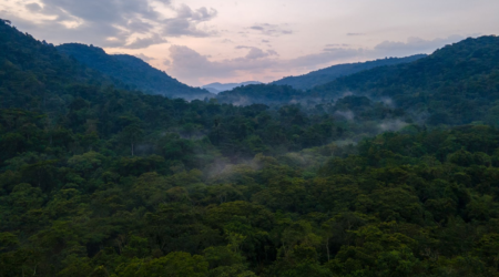 Bwindi Impenetrable National Park Oeganda